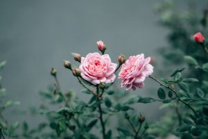 pink flowers, Herbarium, Rose