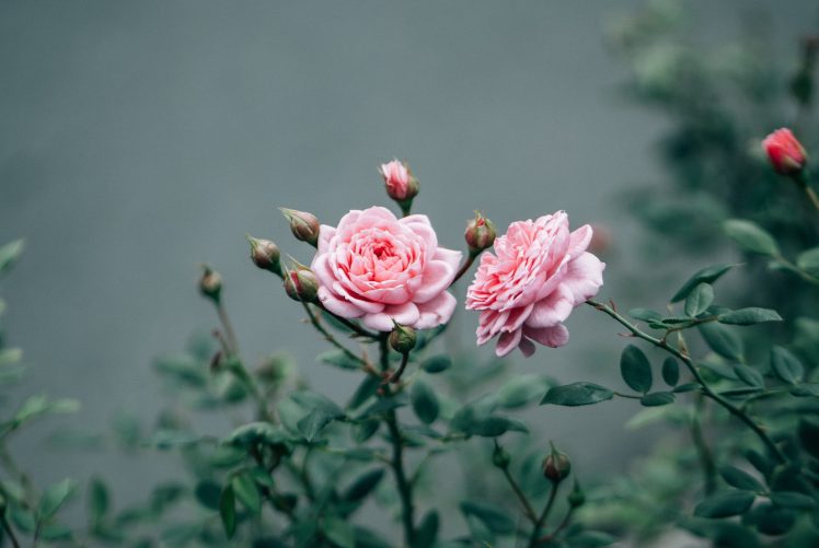 pink flowers, Herbarium, Rose HD Wallpaper Desktop Background