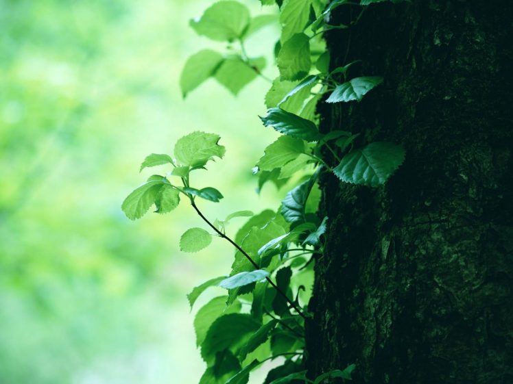 trees, Green HD Wallpaper Desktop Background