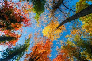 fall, Trees