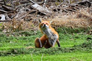 fox, Nature