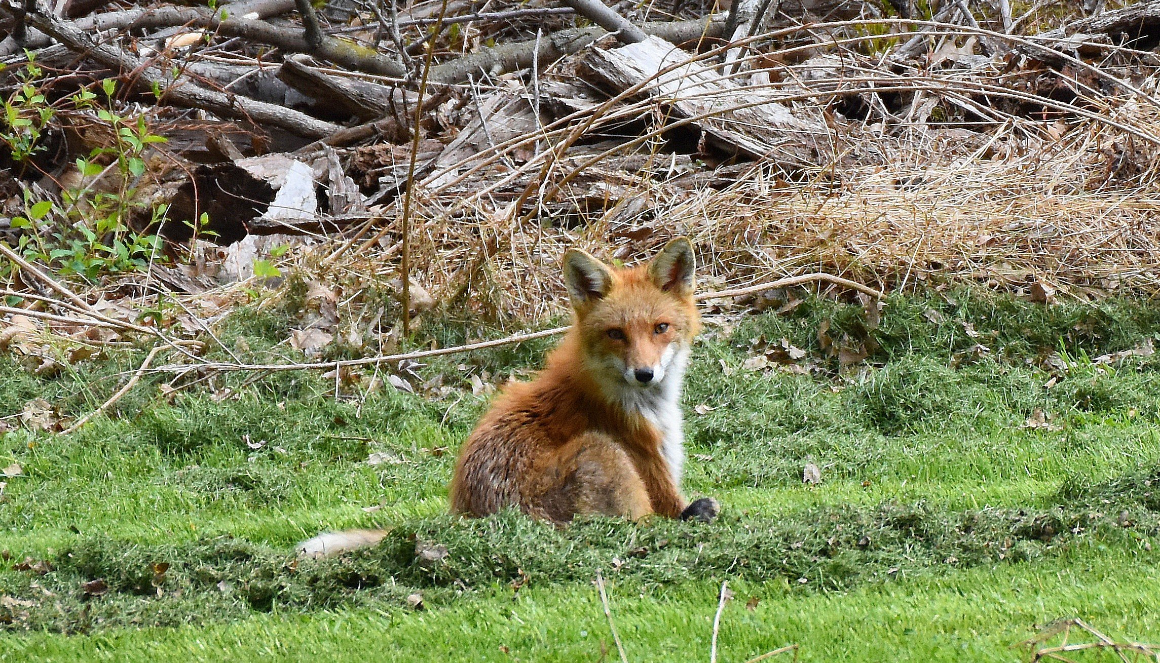 fox, Nature Wallpaper
