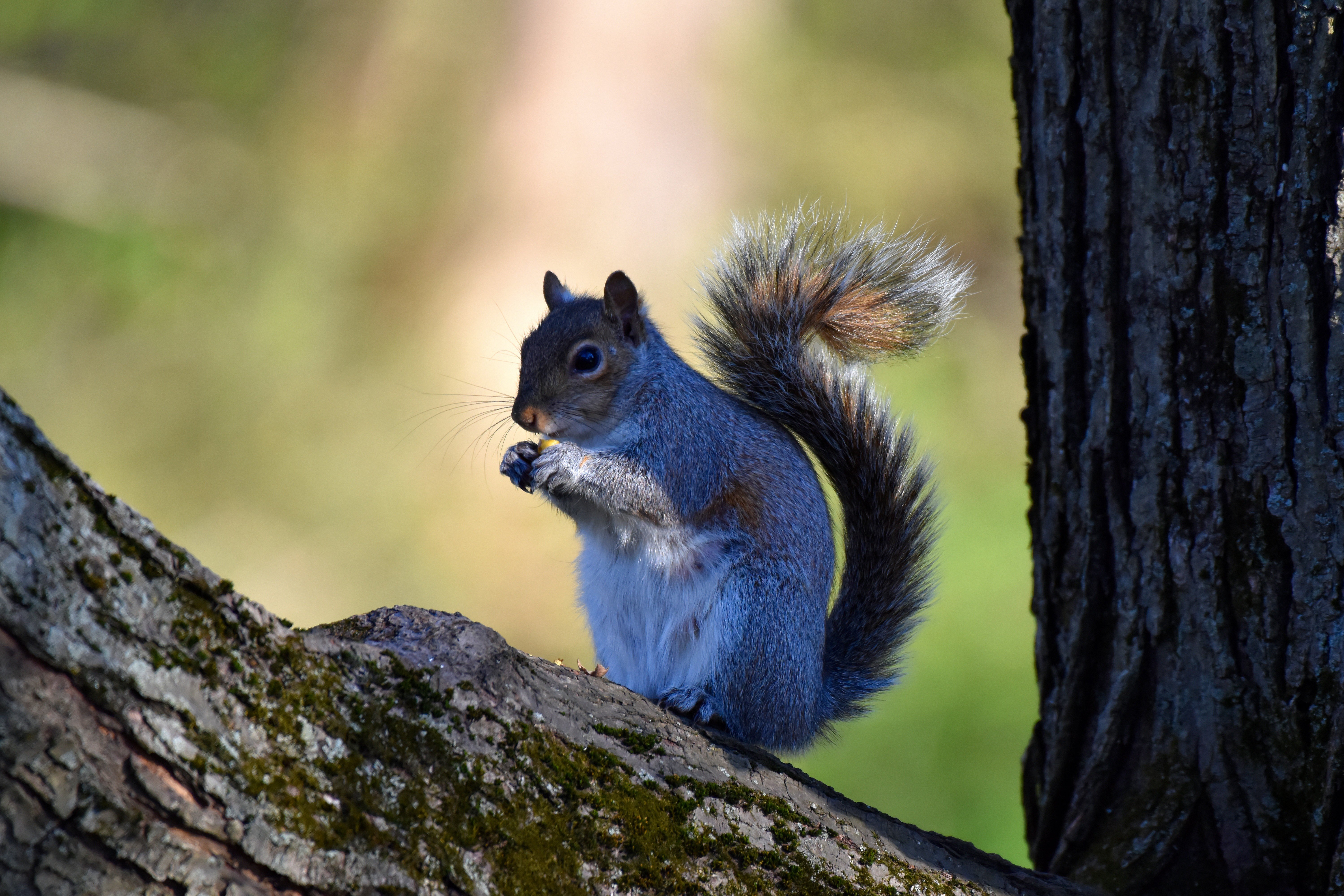 nature, Squirrel Wallpaper