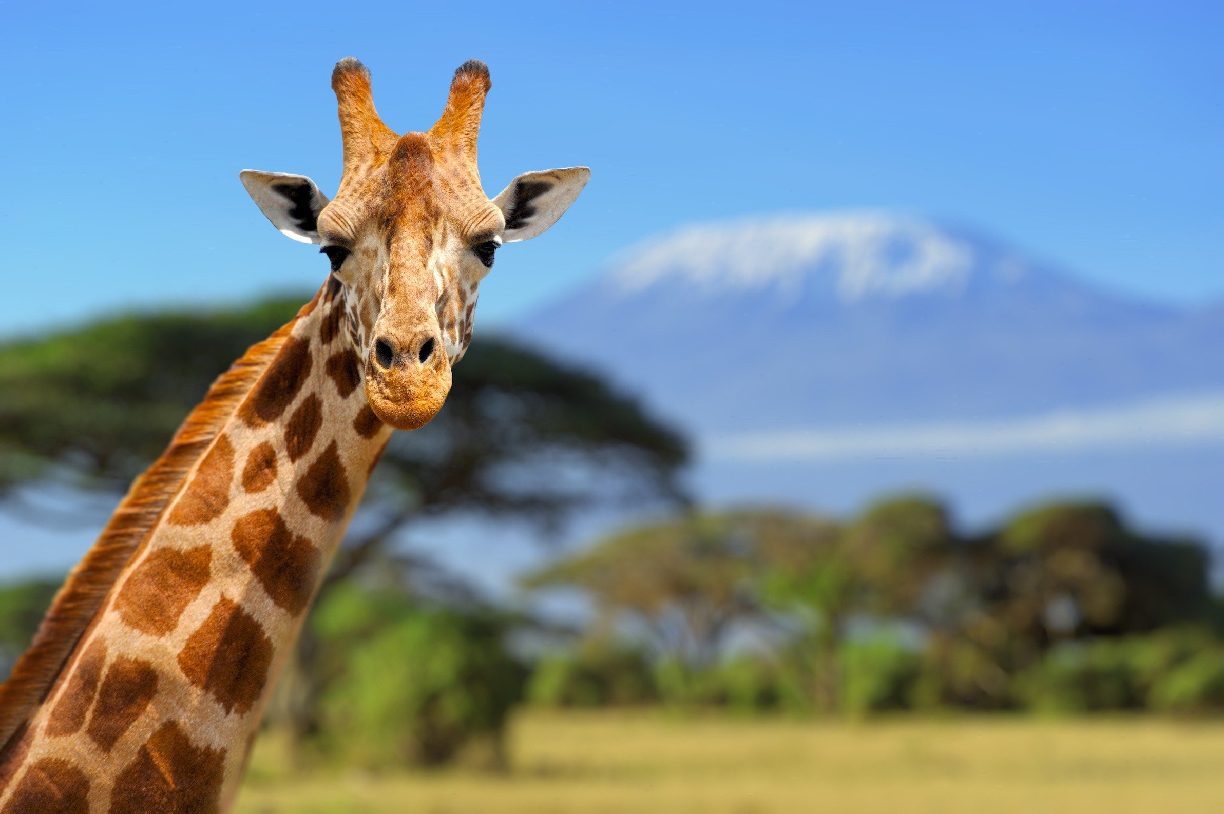 giraffes, Animals Wallpaper