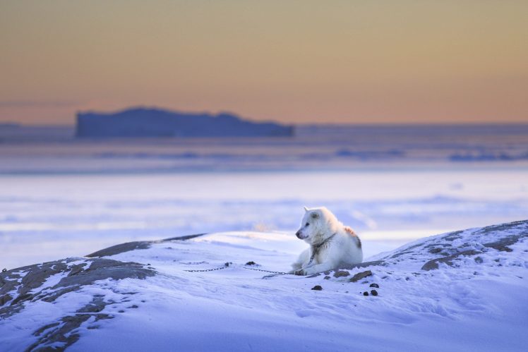 winter, Nature, Snow, Landscape, Dog, Animals HD Wallpaper Desktop Background