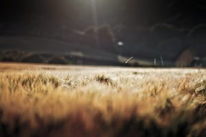 depth of field, Blurred, Sunlight, Field, Wheat