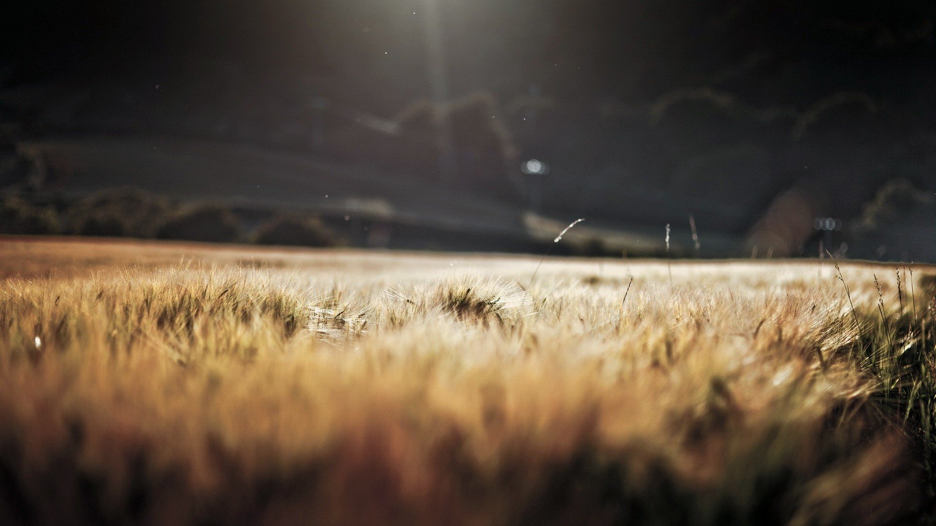 depth of field, Blurred, Sunlight, Field, Wheat Wallpaper