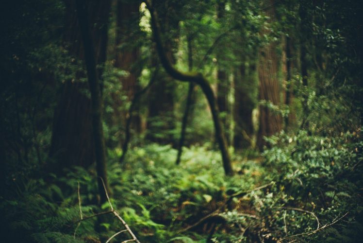 depth of field, Blurred, Forest Wallpapers HD / Desktop and Mobile  Backgrounds