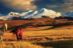 Mongolia, ötüken, Horse, Mountains