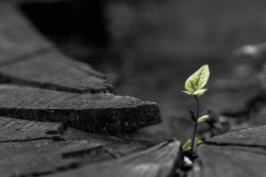 nature, Plants, Macro, Depth of field, Leaves, Rock, Stones, Selective coloring