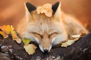 nature, Animals, Fox, Trees, Leaves, Fall, Depth of field, Sleeping, Muzzles, Photography