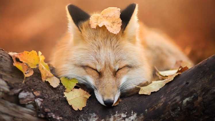 nature, Animals, Fox, Trees, Leaves, Fall, Depth of field, Sleeping, Muzzles, Photography HD Wallpaper Desktop Background