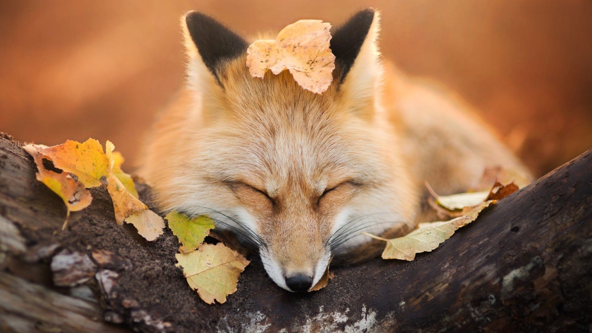 nature, Animals, Fox, Trees, Leaves, Fall, Depth of field, Sleeping, Muzzles, Photography Wallpaper