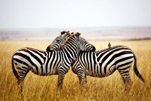 zebras, Animals, Nature, Birds