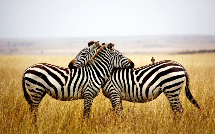 zebras, Animals, Nature, Birds HD Wallpaper Desktop Background