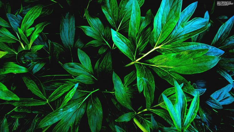 nature, Green, Leaves, Shadow, Plants HD Wallpaper Desktop Background