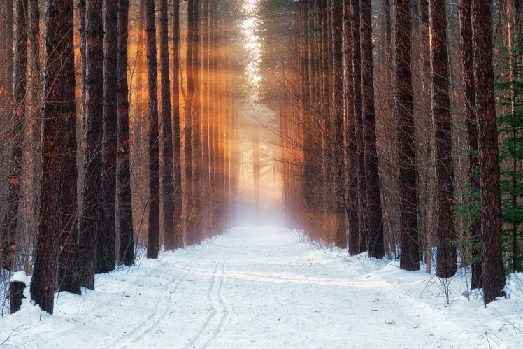 cold, Winter, Forest, Snow, Morning HD Wallpaper Desktop Background
