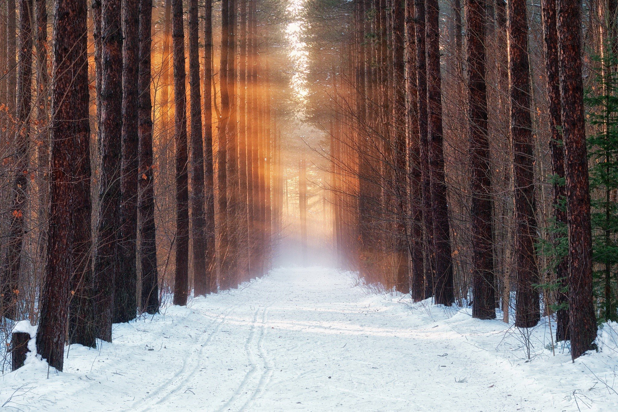 cold, Winter, Forest, Snow, Morning Wallpapers HD / Desktop and Mobile