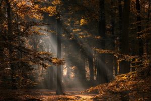 Netherlands, Nature, Fall, Forest, Trees, Photography