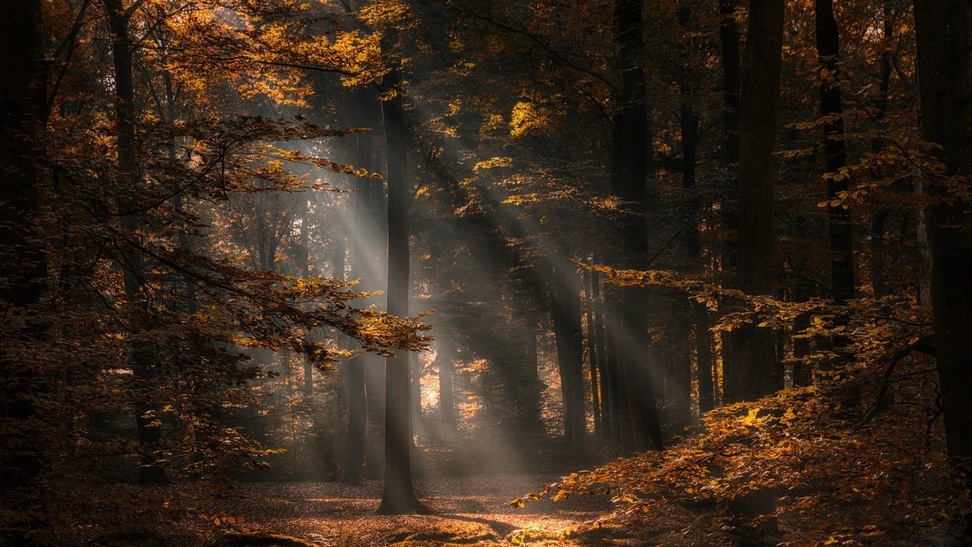 Netherlands, Nature, Fall, Forest, Trees, Photography Wallpaper