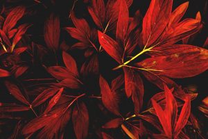 Ivan Trendafilov, Leaves, Nature, Red, Fall