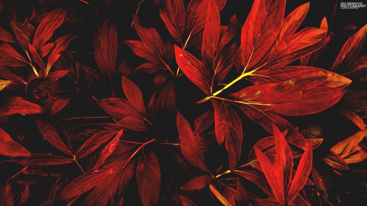 Ivan Trendafilov, Leaves, Nature, Red, Fall HD Wallpaper Desktop Background