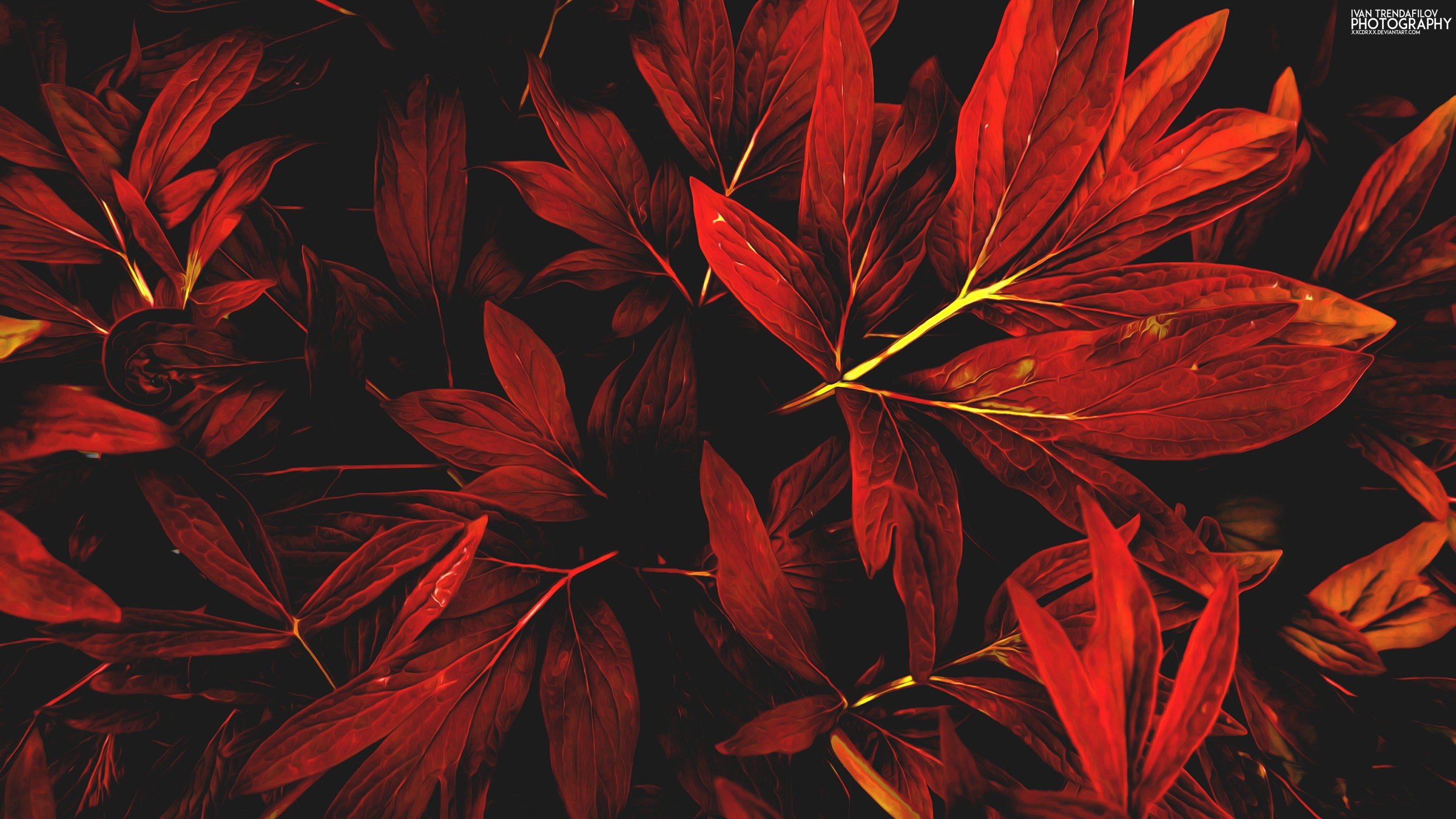 Ivan Trendafilov, Leaves, Nature, Red, Fall Wallpaper