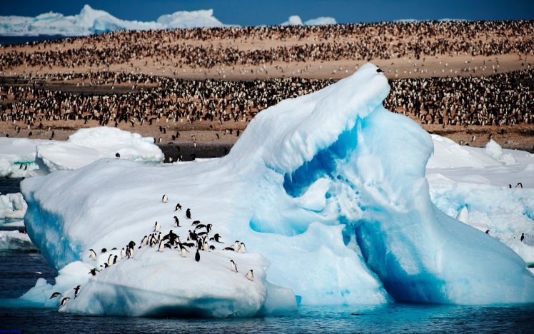 JenFu Cheng, Arctic, Penguins, Animals, 500px, Nature, Sea, Iceberg HD Wallpaper Desktop Background