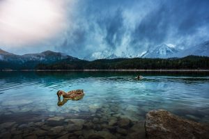 Ivan Gorokhov, Nature, Duck, Animals, Water, Mountains, 500px
