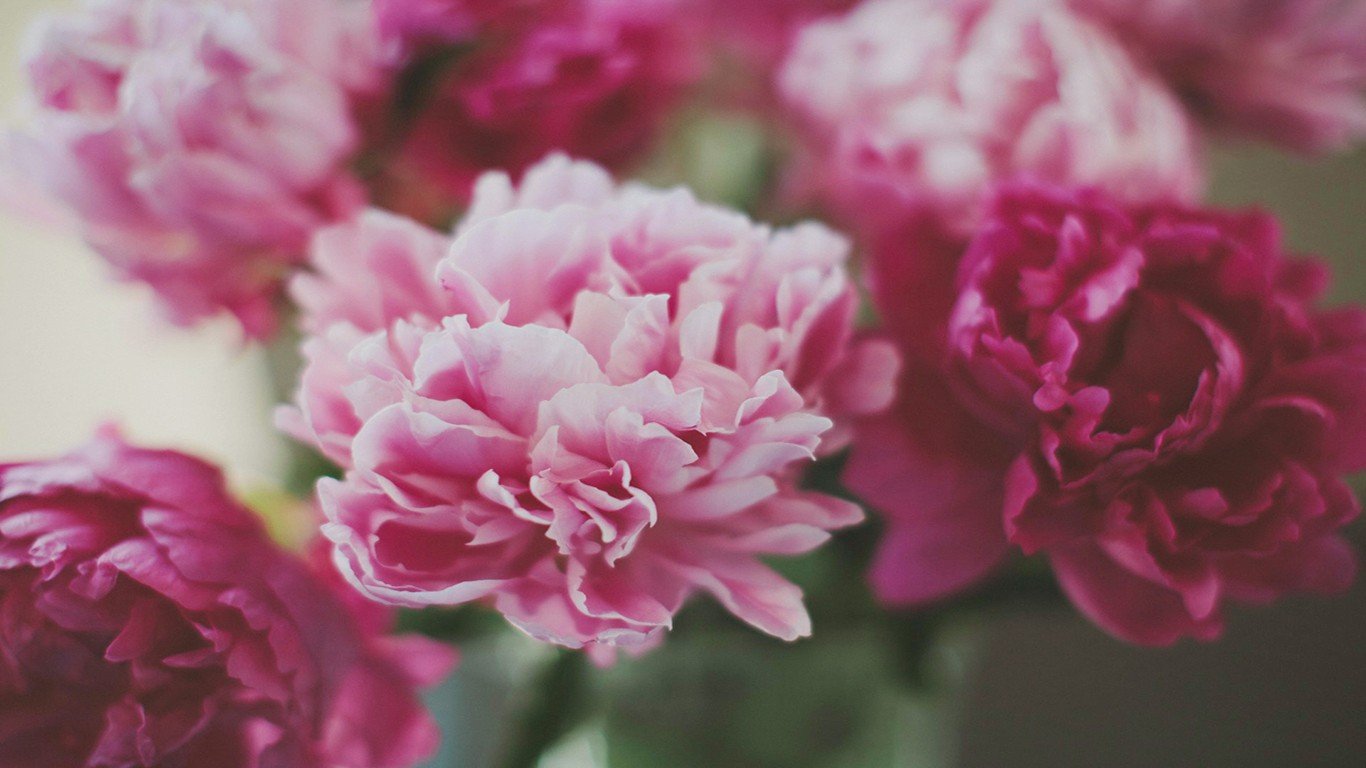 flowers, Pink flowers Wallpaper