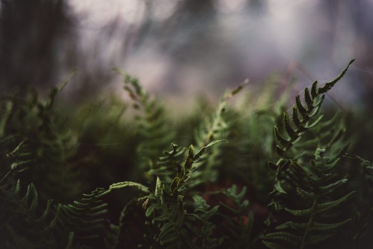 depth of field, Blurred, Tea plant HD Wallpaper Desktop Background