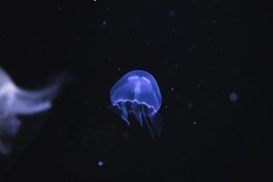 nature, Animals, Jellyfish, Medusa, Underwater, Sea