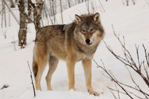 wolf, Animals, Landscape, Snow