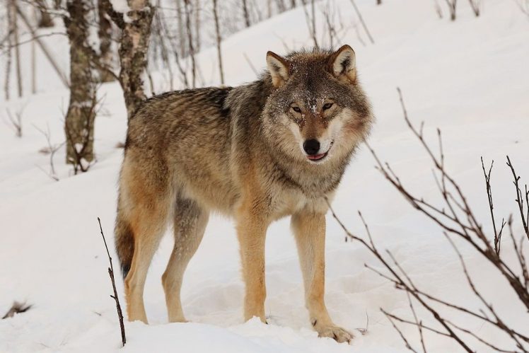 wolf, Animals, Landscape, Snow HD Wallpaper Desktop Background
