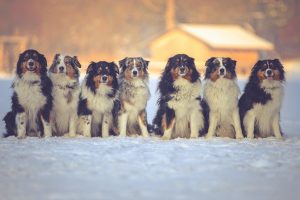 snow, Winter, Dog, Animals