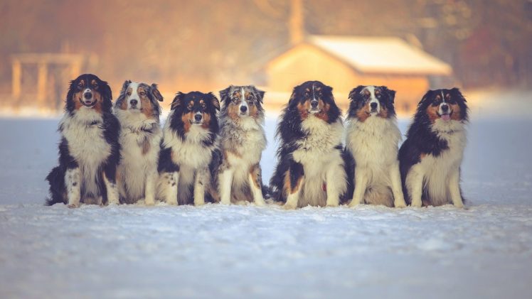 snow, Winter, Dog, Animals HD Wallpaper Desktop Background