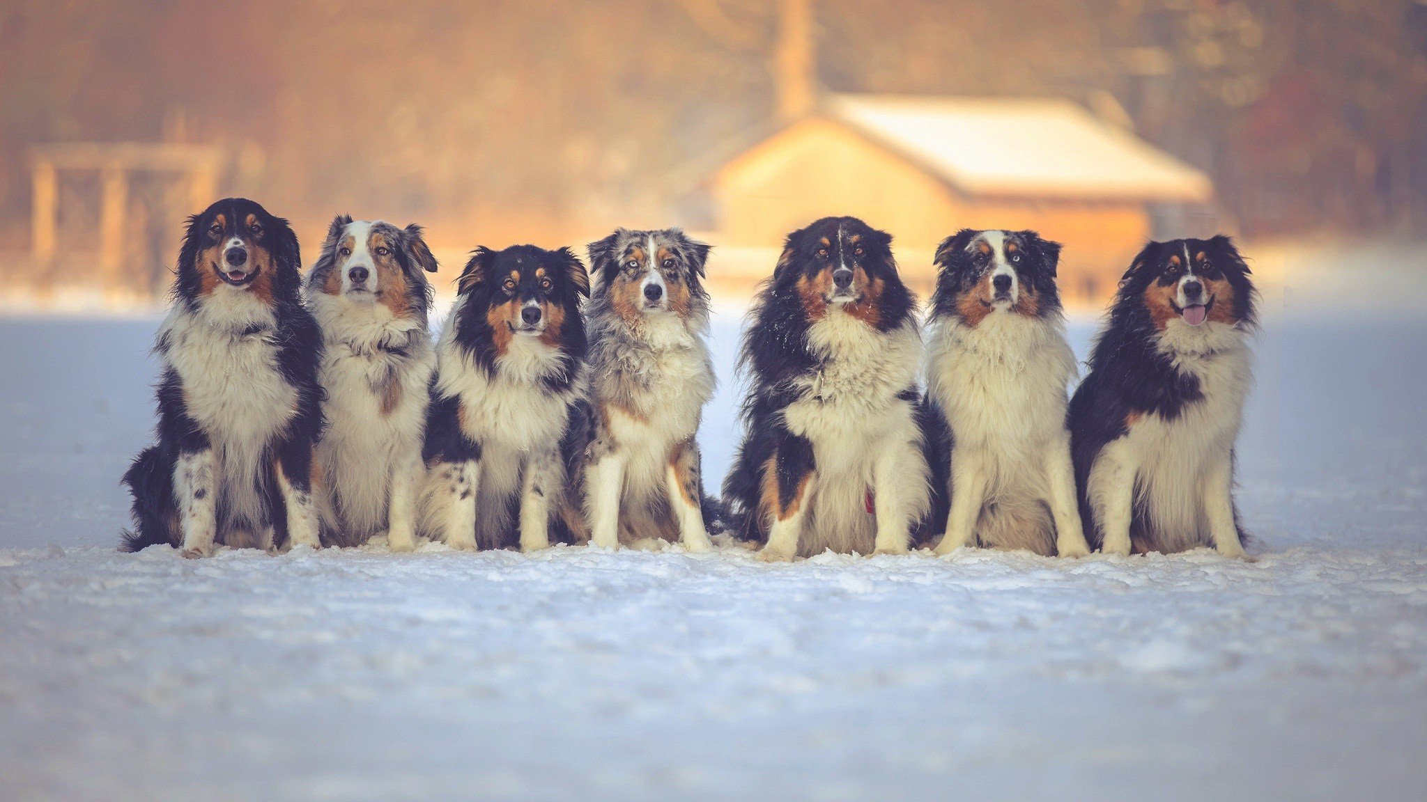snow, Winter, Dog, Animals Wallpaper