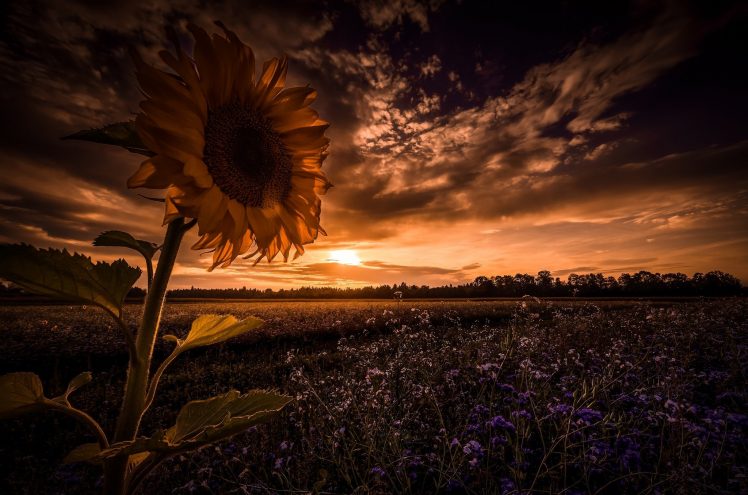 nature, Sunlight, Field, Sky, Clouds, Landscape, Flowers, Sunflowers HD Wallpaper Desktop Background