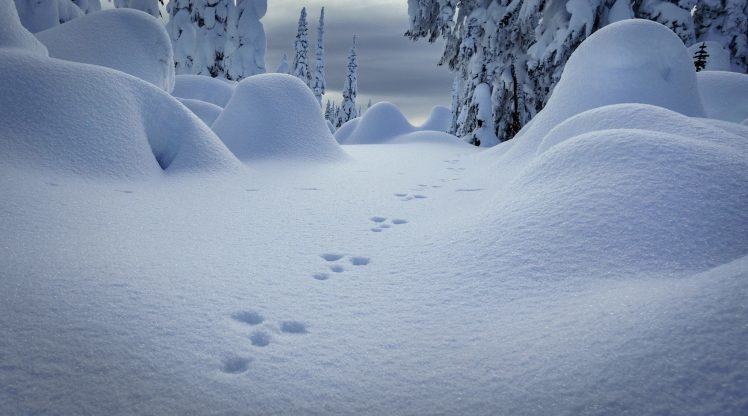 snow, Winter, Nature HD Wallpaper Desktop Background
