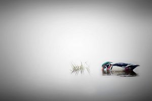 Andre Villeneuve, Duck, 500px, Nature, Water, Animals