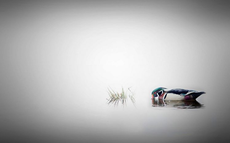 Andre Villeneuve, Duck, 500px, Nature, Water, Animals HD Wallpaper Desktop Background
