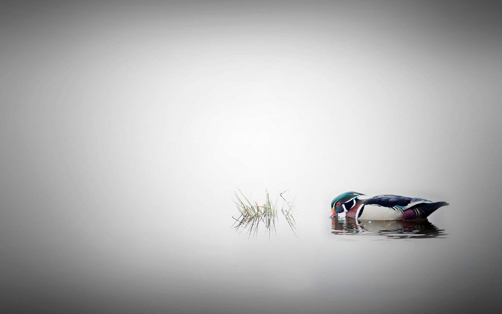 Andre Villeneuve, Duck, 500px, Nature, Water, Animals Wallpaper