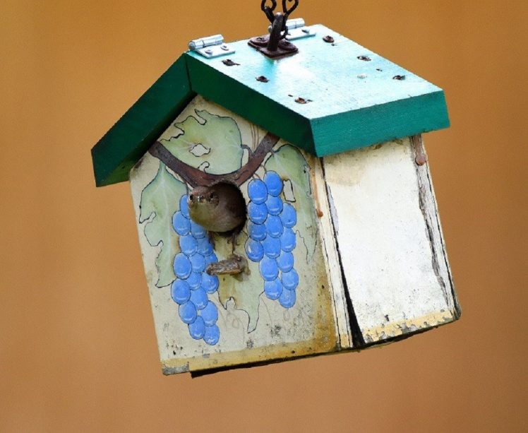 nature, Birdhouses, Birds HD Wallpaper Desktop Background