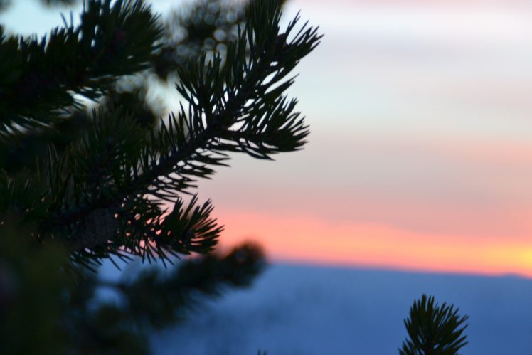 landscape, Oak trees, Cold HD Wallpaper Desktop Background