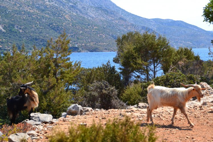 landscape, Samos, Goats, Mediterranean, Greece, Rock, Mountains HD Wallpaper Desktop Background
