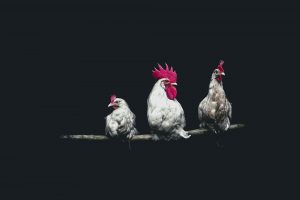 birds, Dark, Chickens, Roosters