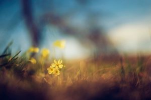 nature, Yellow flowers, Macro, Depth of field, Grass