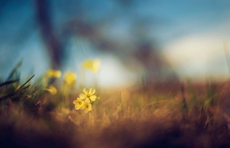 nature, Yellow flowers, Macro, Depth of field, Grass HD Wallpaper Desktop Background