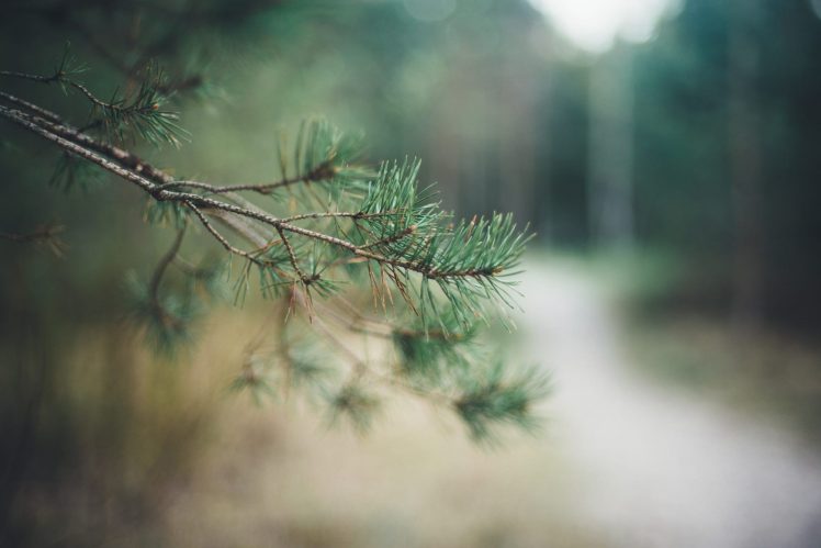 nature, Depth of field, Macro, Leaves, Blurred HD Wallpaper Desktop Background