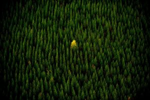 nature, Trees, Yellow, Alone, Forest, Fall